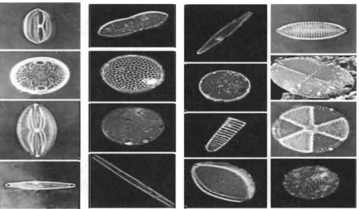 Figure  2.1  Exemples de diatomées. 