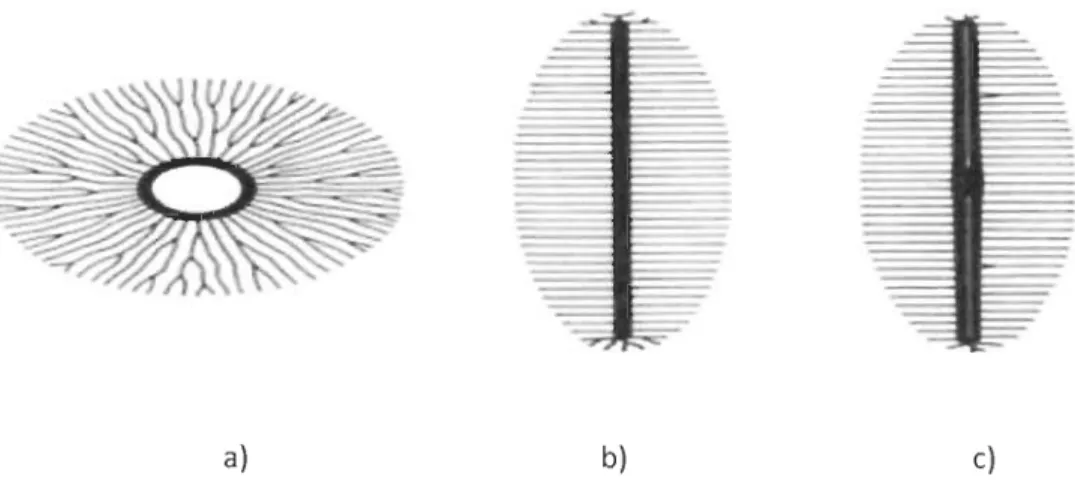 Figure 2.2  Principales formes de diatomées: a)  centrique, b)  pennée avec nervures, c)  pennée avec sternum, raphé et strie