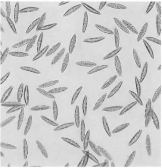 Figure  2.4 Image microscopique de diatomées en  culture (5.  robusta) . 