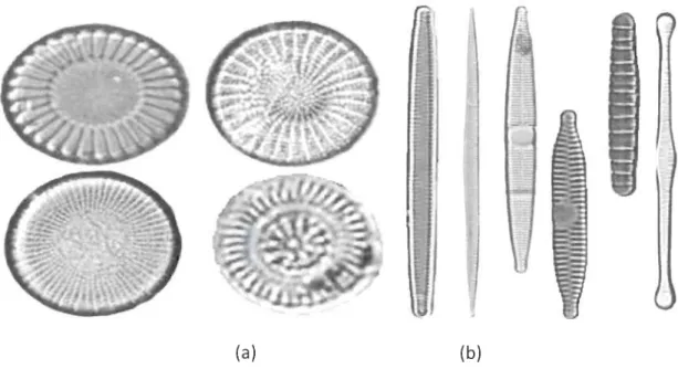 Figure 2.5 (a)  Diatomées centrales,  (b)  diatomées pénnales. 