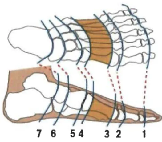 Figure  3.  Niveaux d'AMI au niveau du pied (avec permission de Ba.kker et al.,  2016)