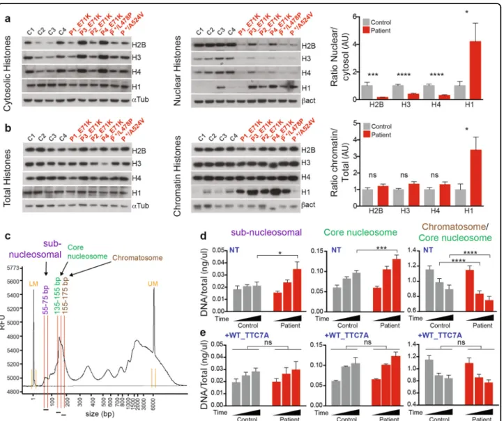 Fig. 5 TTC7A is required for the proper histones distribution and chromatin packaging
