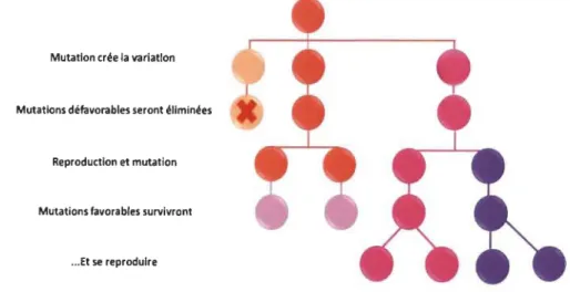 Figure 1.3  Variations et apparitions des  mutations pour la conservation de l'espèce