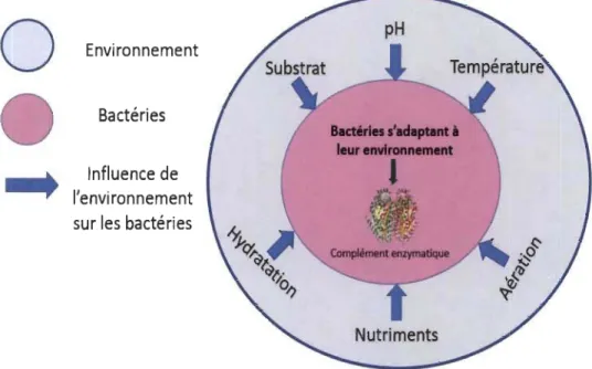 Figure 1.8  Relation multiparamétrique bactérie-environnement (Théorie  1). 
