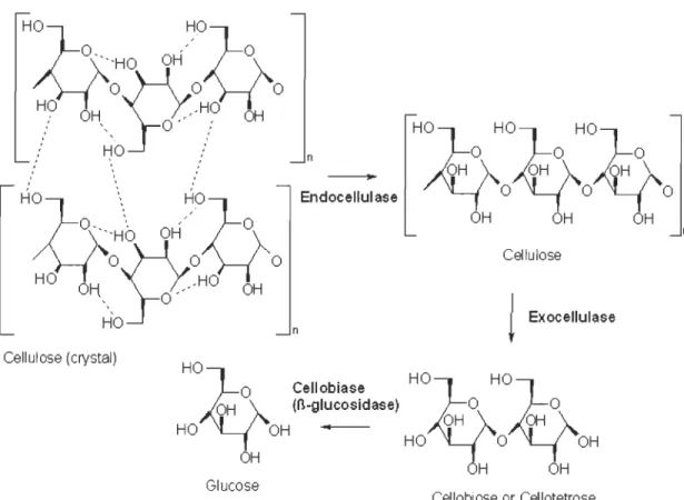 Figure 1.12  Réaction  enzymatique  de  l'hydrolyse  de  la  cellulose  via  le  complexe  d ' enzyme  cellulase  (endocellulase,  exocellulase  et  cellobiase)  en  des  sous-unités de glucose [51]