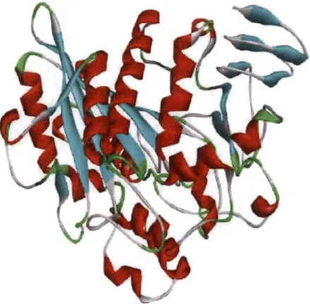 Figure 1.17  Structure 3D de  l'enzyme lignine peroxidase LiP EC  1.11.1.14 [60]. 