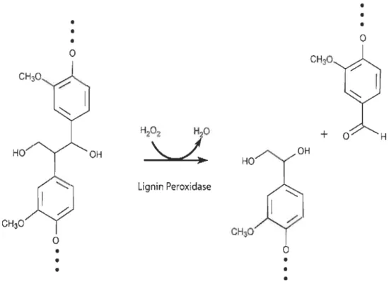 Figure  1.18  Réaction  enzymatique  de  dépolymérisation  de  la  lignine  via  une  lignine  peroxidase en fragments de  lignine