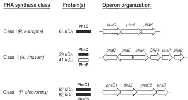 Figure 1.20  Les  3  différentes  classes  de  gènes  responsables  de  la  production du  PHA  [87]