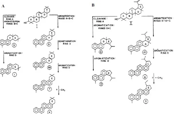 Figure 1.4. Un schéma hypothétique pour l'aromatisation des précurseurs naturels: (a)  β-amyrine, (b) lupéol, porposé par Laflamme &amp; Hites, 1979.