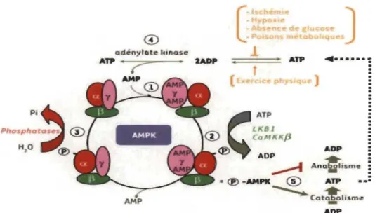 Figure 1.4  Régulation de l'activité d'AMPK. 