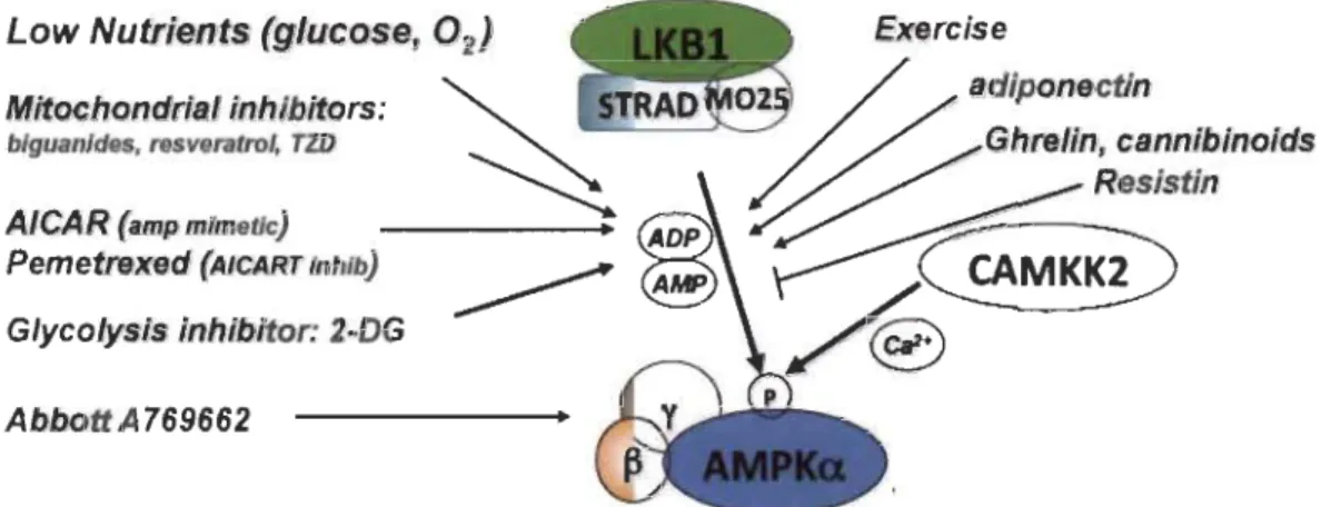 Figure  1.6  Stress et agents pharmacologiques activant AMPK. 