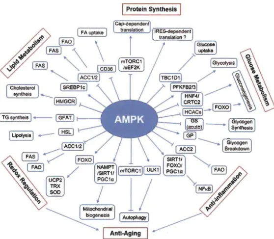 Figure 1.7  Fonction  métabolique d'AMPK. 