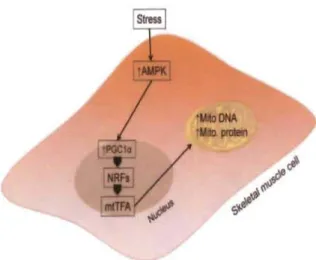 Figure 1.8  Régulation  de la  biogenèse mitochondriale par AMPK. 