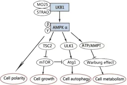 Figure 1.9  Régulation des processus biologiques par la voie LKBlI AMPK. 