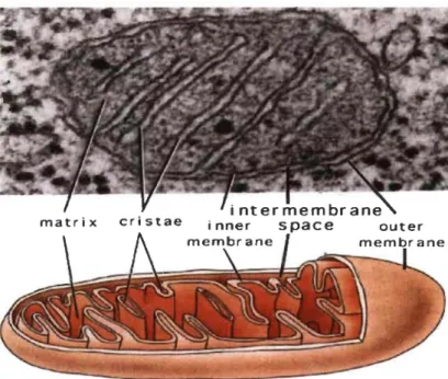 Figure 1.11  Ultrastructure typique d'une mitochondrie normale. 