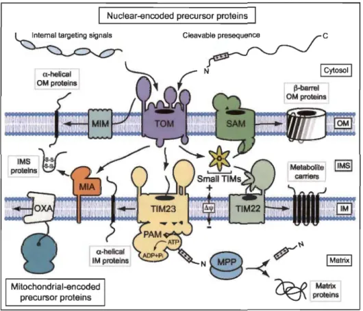 Figure 1.12  Organisation  dynamique  des  machines  d'importation  de  protéines  mitochondriales