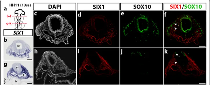Fig. 1 SIX1 expression pattern in the head of HH11 (13ss) chicken embryo. a Schematic representation of a HH11 (13ss) chicken embryonic head;