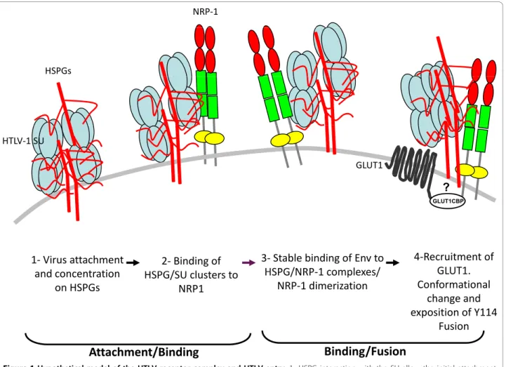 Figure 1 Hypothetical model of the HTLV receptor complex and HTLV entry: 1- HSPG interaction with the SU allow the initial attachment and concentration of the virions at the cell surface