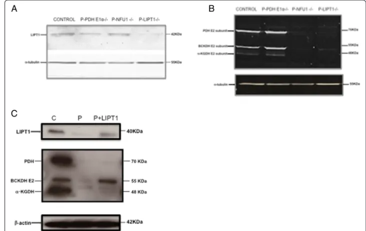 Figure 1 Western blots of patient fibroblasts with antibodies against LIPT1 (A), lipoic acid (B), and tubulin (Sigma-Aldrich) or actine in cultures in basal conditions (A, B) and after LIPT1 transfection (C)