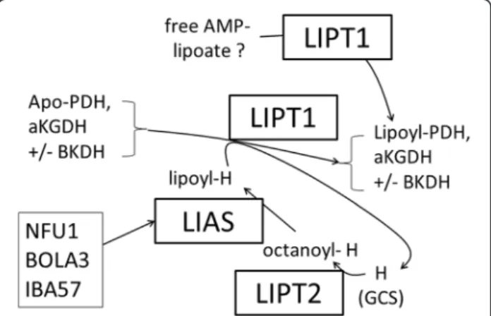 Figure 4 Possible pathways for lipoic acid attachment to mitochondrial α -ketodehydrogenase apoenzymes.