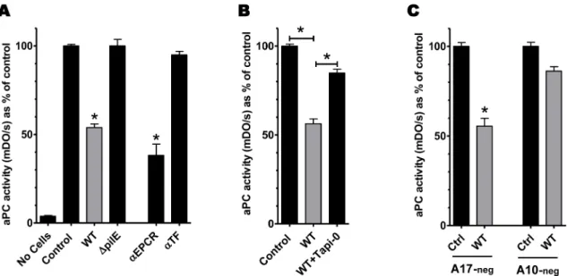 Fig 7. aPC generation by endothelial cells is impaired upon infection by N. meningitidis