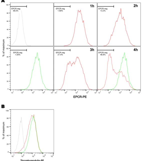 Fig 1. Expression of EPCR and thrombomodulin by endothelial cells after infection by N