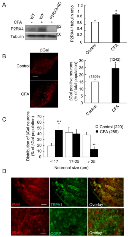 Figure 3.  Peripheral inflammation up-regulates P2RX4 in DRG neurons. (A) Representative cropped western  blot of P2RX4 expression in lumbar DRG extracts