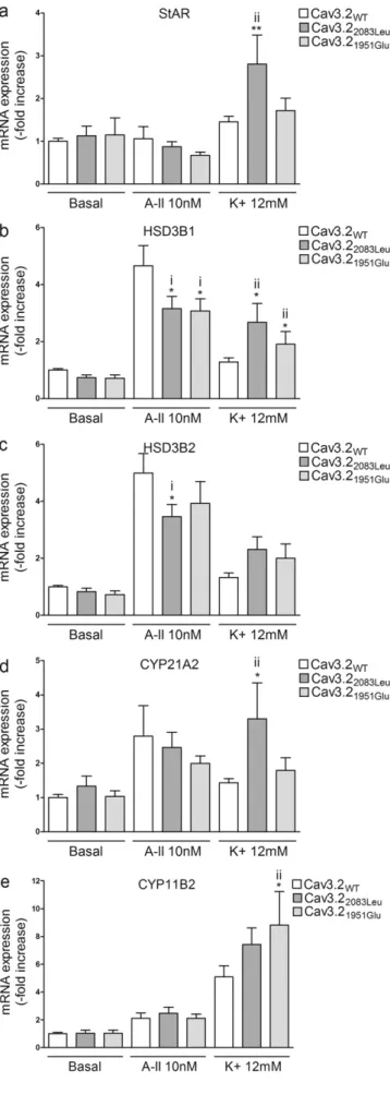 Fig. 7. Effect of Cav3.2 1951Glu and Cav3.2 2083Leu on mRNA expression of genes involved in aldosterone biosynthesis