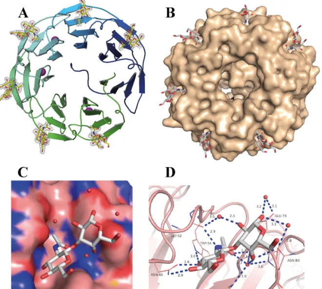 Fig 3. Crystal structure of rPVL/GlcNAc β 1-3Gal complex. A. β -propeller fold of rPVL with the peptide chain represented as ribbon colored from blue (N- (N-terminal) to green (C-(N-terminal)