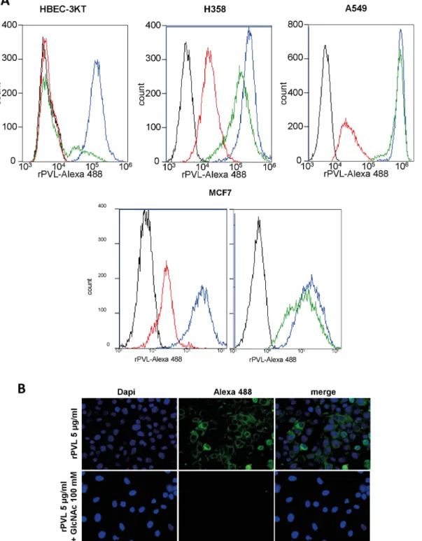 Fig 4. PVL binding of tumor cell lines. A. Flow cytometry histograms show rPVL-Alexa 488 binding to a lung immortalized cell line (HBEC-3KT), two lung tumor cell lines (H358 and A549) as well as on a breast tumor cell line (MCF-7)