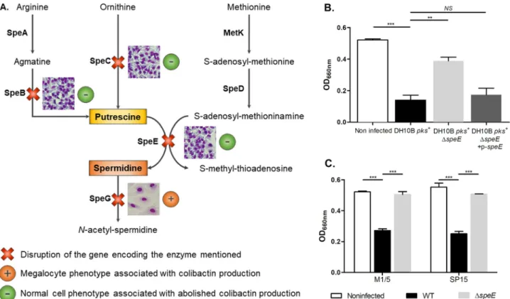 FIG 1 Endogenous spermidine biosynthesis is involved in the E. coli colibactin-associated megalocytosis phenotype