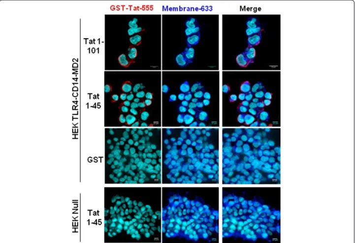 Figure 3 Analysis of Tat and- TLR4-MD2 labelling at the cell surface. HEK cells null or HEK-TLR4-MD2-CD14 were pre-incubated with GST-Tat 1 – 101 or GST-Tat 1 – 45 or control GST during 15 min