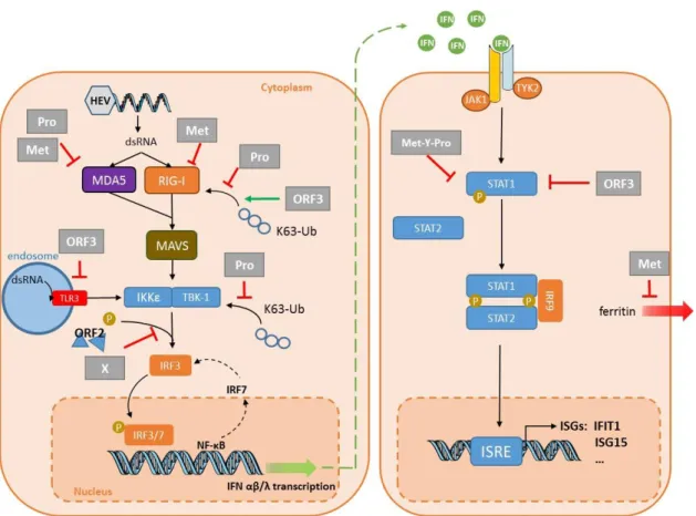 Figure 2. Interplay between innate immunity and hepatitis E virus (HEV). Double-stranded (ds) HEV  RNA  is  detected  in  the  cytoplasm  by  retinoic  acid-inducible  gene  I  (RIG-I)  and  melanoma  differentiation-associated  protein  5  (MDA5),  leadin