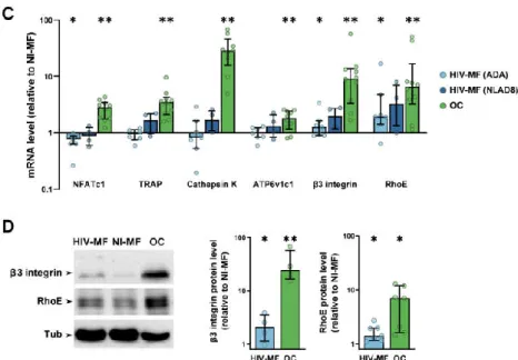 Figure 1. HIV-1 infection induces macrophage (MF) fusion and the expression of some osteoclast (OC) markers