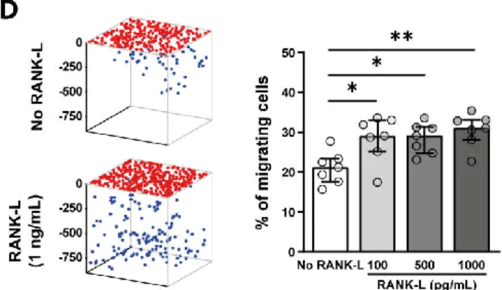 Figure 4. RANK-L is secreted by HIV-1-infected MF and promotes 3D migration of OC precursors.