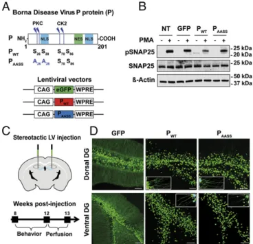 Fig. 1. Lentiviral expression of the P protein interferes with PKC-dependent phosphorylation in mouse hippocampal neurons