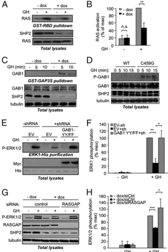 Fig. 4. SHP2 controls GH-induced RAS activation by inhibiting RASGAP re- re-cruitment