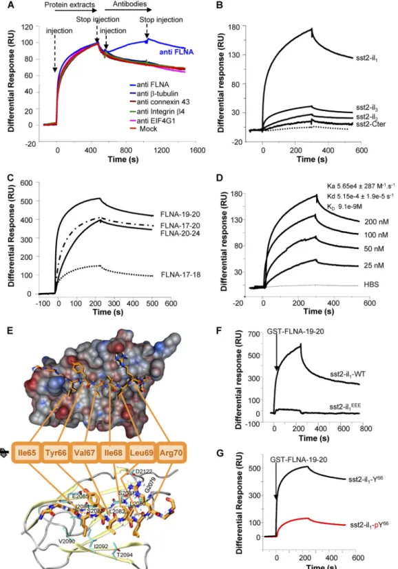 FIG 1 Identification and characterization of a direct interaction between sst2 and FLNAin vitro