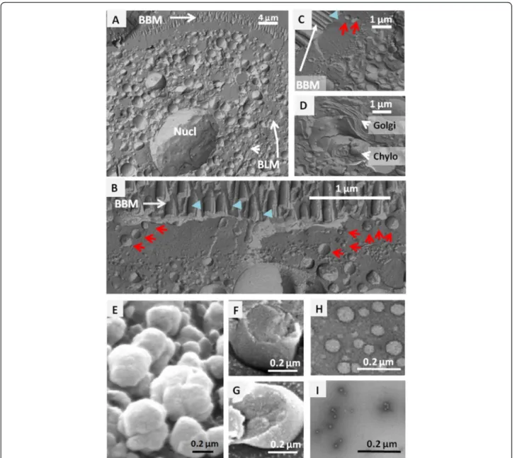 Fig. 2 Electron microscopy analysis of CLD. SEM localization of CLD in freeze fractured enterocytes collected at 4 h after lipid gavage (a – d): CLD in (a) the entire cell or (b, c) the cytosol showing they abundance and size heterogeneity; (d) Golgi appar