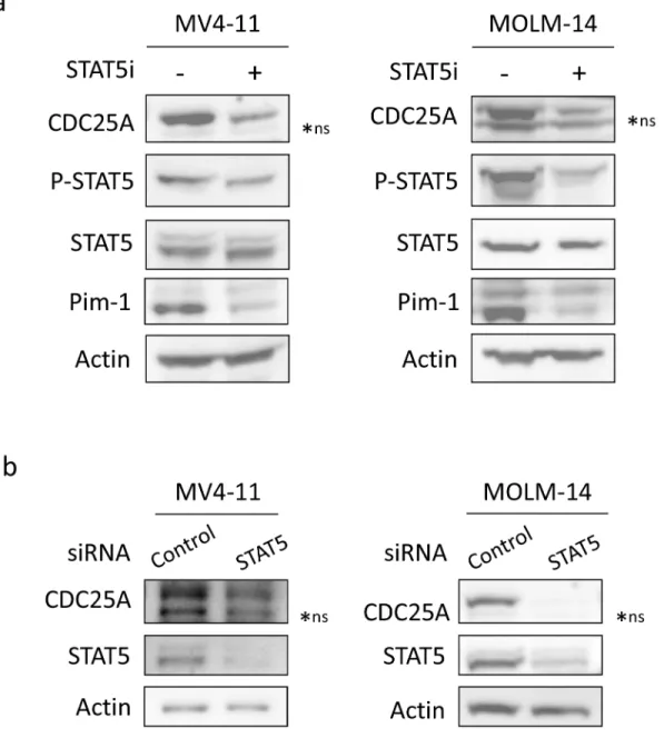 Figure 2: STAT5 regulates CDC25A downstream of FLT3-ITD.  a. MV4-11 (left panel) and MOLM-14 (right panel) cells were  treated for 2 hours with STAT5 inhibitor (100 nM)