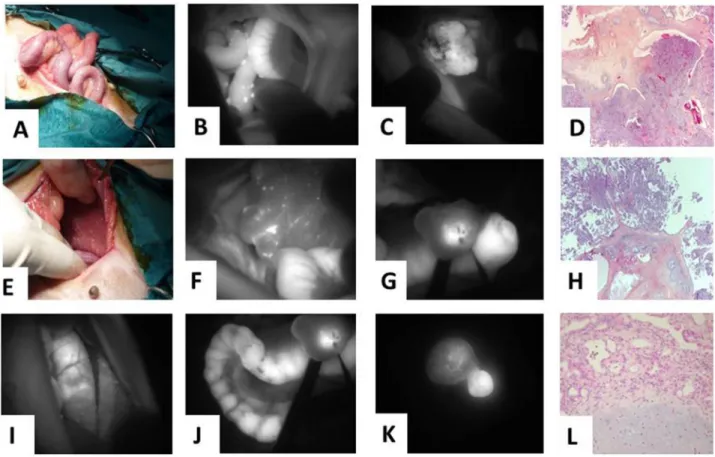Figure 8: Veterinary clinical trial of fluorescence molecular imaging-guided surgery using Angiostamp™ in a case of  disseminated canine ovarian cancer