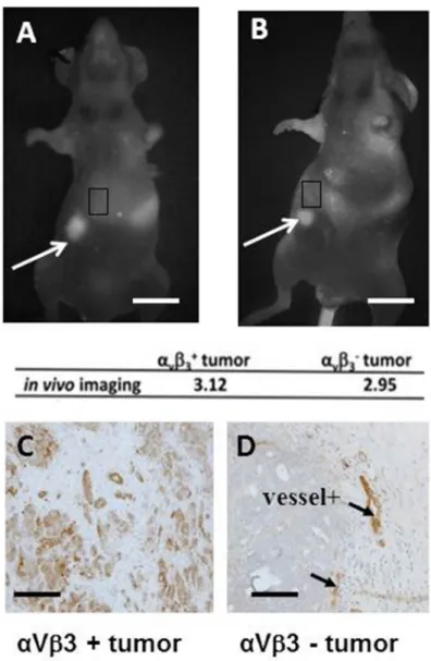 Figure 1: Angiostamp™ detects ovarian tumor nodules independently of the level of ɑ v β 3  integrin expression