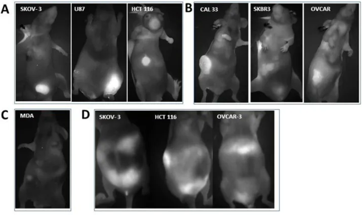 Figure 3: Angiostamp™ clearly depicts different tumor nodules whether or not they express ɑ v β 3  integrins