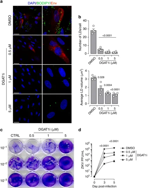 Fig. 6 DGAT1 activity and LD formation are required for ZIKV life cycle. Primary placental cells were pre-treated for 30 min with different concentrations of DGAT1i (0.5 μ M, 1 μ M, 5 μ M), then cells were infected with ZIKV MOI of 1 up to 5 days in the pr