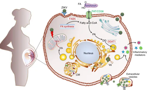 Fig. 10 Summary of ZIKV-induced metabolic reprogramming of human placenta and specialized hubs that contribute to ZIKV life cycle