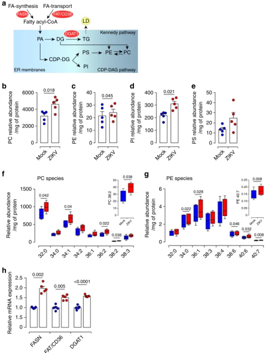 Fig. 2 ZIKV infection perturbs the phospholipid placental pro ﬁ le. a Simpli ﬁ ed schematic overview of the phospholipid (PL) metabolism pathways