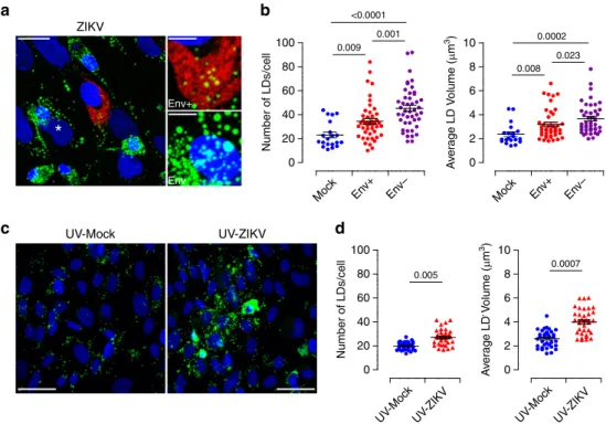 Fig. 5 Bystander effect of ZIKV infection on LD biogenesis. Placental cells were infected with ZIKV MOI of 1 for ﬁ ve days