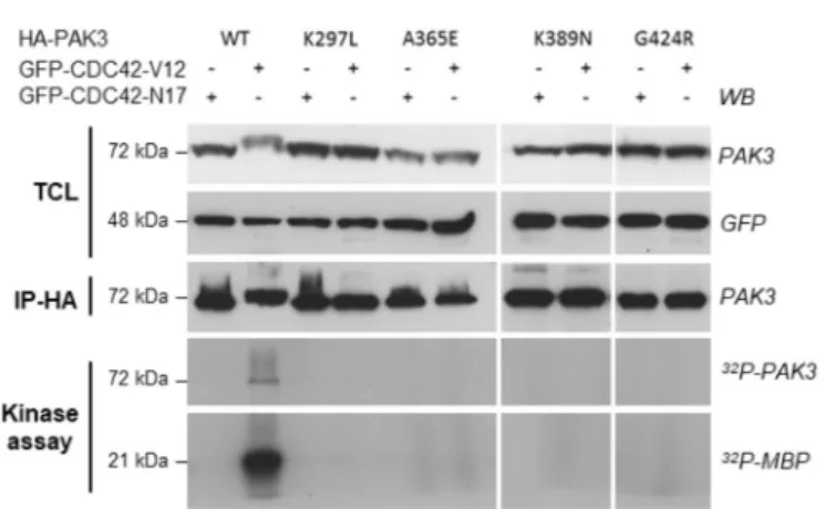 Fig. 3. Kinase activity suppression with the new mutant G424R and other PAK3 mutations