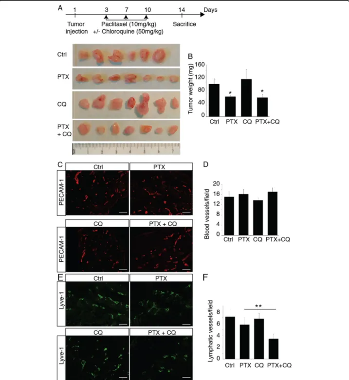 Fig. 6 Chloroquine inhibits PTX-induced tumor lymphangiogenesis. a Schematic representation of the skin ﬂ ap experimental procedure and images of 4T1 tumors from mice treated with PTX, CQ or PTX + CQ