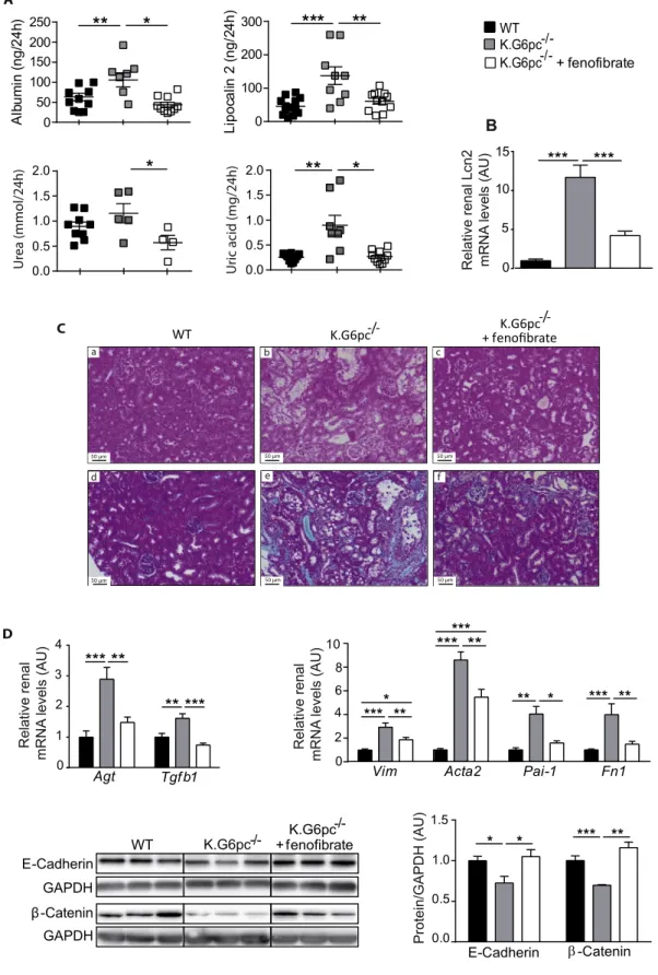 Figure 5: Prevention of nephropathy development by feno ﬁ brate treatment in K.G6pc L / L mice